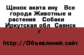 Щенок акита ину - Все города Животные и растения » Собаки   . Иркутская обл.,Саянск г.